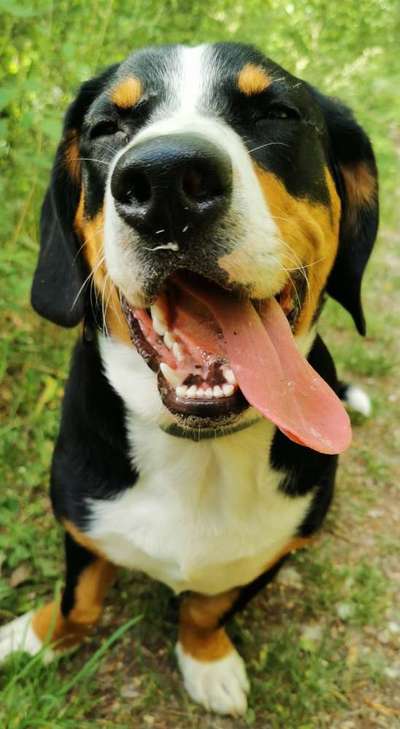 Tongue Out Tuesday-Beitrag-Bild