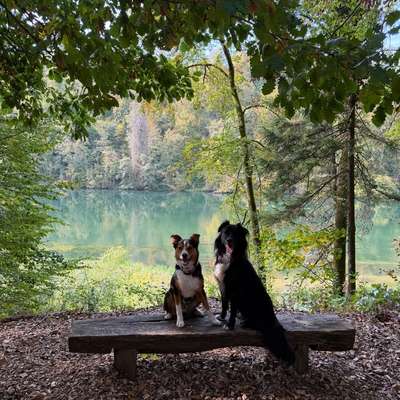 Hundetreffen-Spontane Hundegefährten gesucht für einen sparziergan an der rüss in Bremgarten-Bild