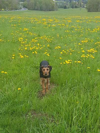 Dein Hund im Dogorama-Kalender 2021-Beitrag-Bild