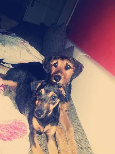 Dein Hund im Dogorama-Kalender 2021-Beitrag-Bild