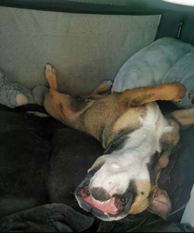 Geschlossene Hundebox immer Tierschutzwiedrig?-Beitrag-Bild