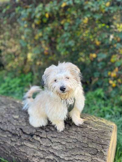 Hundetreffen-Kleinerassen Junghunde Treffen-Bild