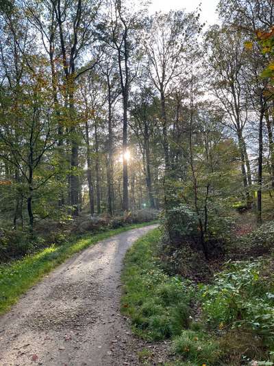 Hundetreffen-Wald und Wiesen-Bild