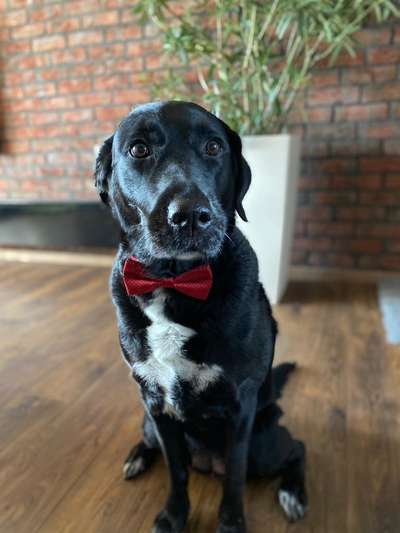 Mischlinge raten - Rätselspaß-Beitrag-Bild