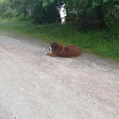 Hundetreffen-Gonzerath-Bild