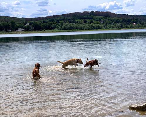 Dogorama-Monats-Challenge-Mai "Wasser"-Beitrag-Bild