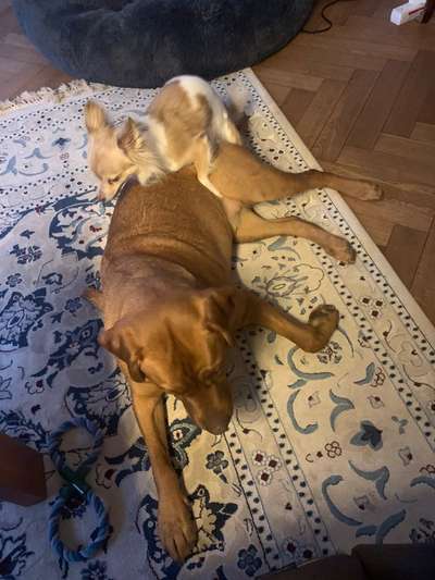 Läufige Hündin rammelt Kissen-Beitrag-Bild