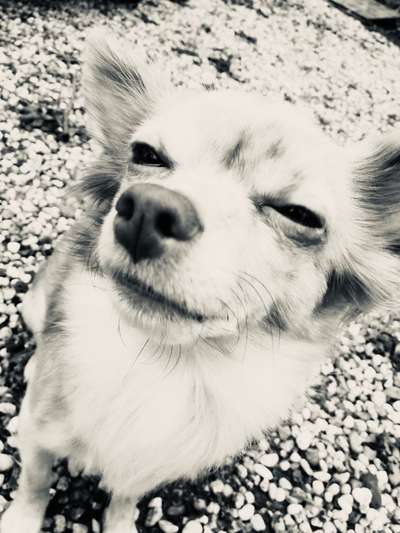 Wo sind die Chihuahua Besitzer ?-Beitrag-Bild