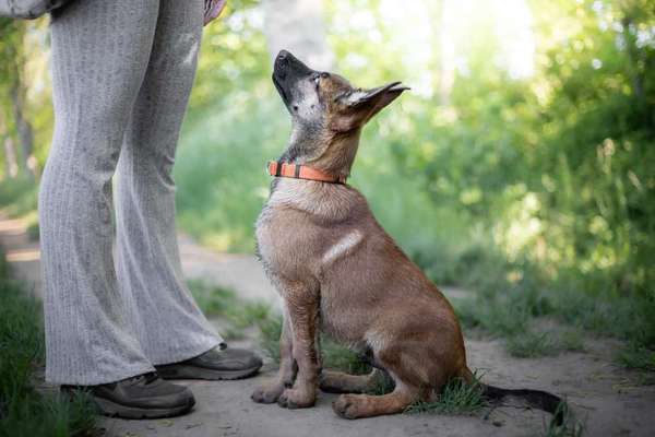 Challenge 33 - Du und dein Hund-Beitrag-Bild