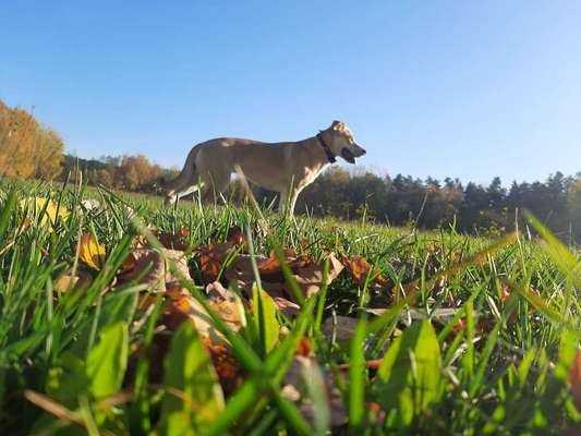 Fotochallenge No. 26                                     Wald und Wiese-Beitrag-Bild