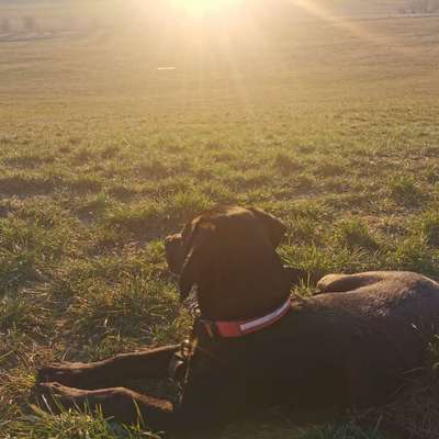 Hundetreffen-Gassi oder Spielrunde-Bild