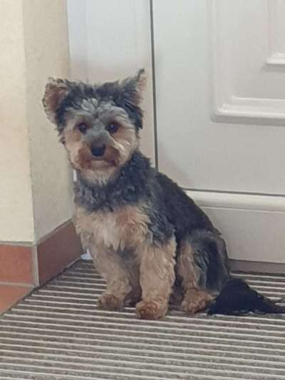 Yorkshire Terrier-Beitrag-Bild