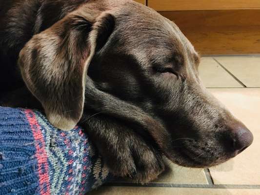 Zeigt mir die tollste Nahaufnahme von eurer Fellnase-Beitrag-Bild