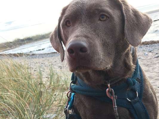 25. Farben Fotochallenge ,,Bernstein"-Beitrag-Bild