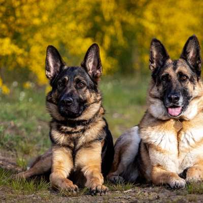 Hundetreffen-Hundebegegnung lernen -wir wollen helfen-Bild