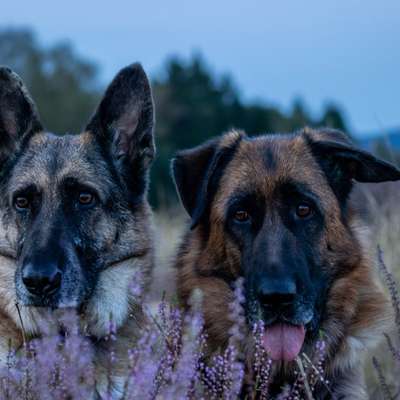 Hundetreffen-Alltagsgruppe gesucht-Bild