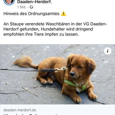 Giftköder-Staupegefahr VG Daaden/Herdorf-Bild