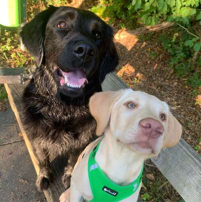 Hundetreffen-Junghunde Menden-Bild