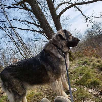Hundetreffen-Welpentreff