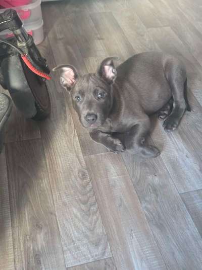 Hundetreffen-Welpen treffen ln Nürnberg-Bild