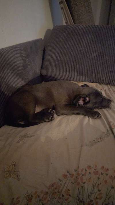 Hundetreffen-In Nürnberg-Bild