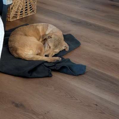 Hundetreffen-Hundesozialisierung in Gronau-Bild