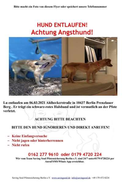 Entlaufene, Gefundene und Vermisste Hunde-Beitrag-Bild