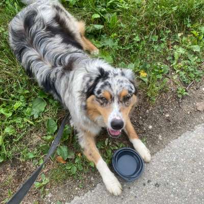 Hundetreffen-Freund/Freundin für Carlo-Bild