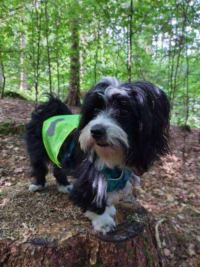 Foto -Challenge  Thema : Dein Hund Im Wald-Beitrag-Bild