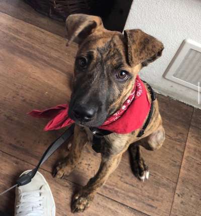 Welpen Bilder !-Beitrag-Bild