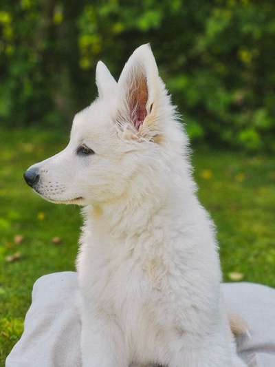 Hundetreffen-Lia sucht Welpen, andere Hunde zum Spielen & Sozialisieren.-Bild