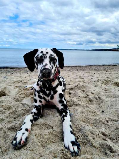 Challenge 41 - Mein Hund im Urlaub-Beitrag-Bild