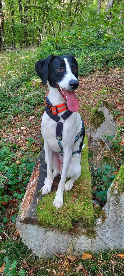 Hunde aus Griechenland-Beitrag-Bild