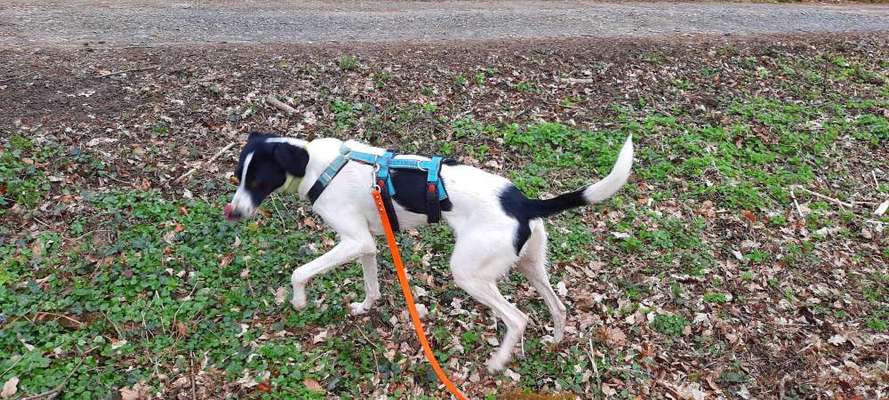 Mischlingshunde Foto Aufruf-Beitrag-Bild