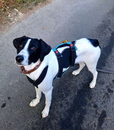 Englisch Pointer Mischlinge 🐶🐾-Beitrag-Bild