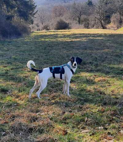 Hunde aus Griechenland-Beitrag-Bild