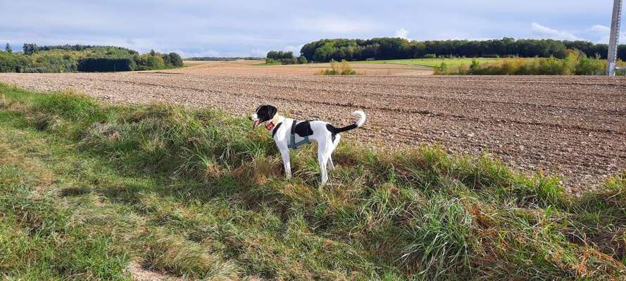Hunde aus Griechenland-Beitrag-Bild