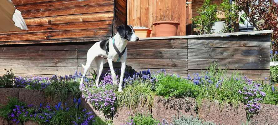 Hunde aus Griechenland-Beitrag-Bild