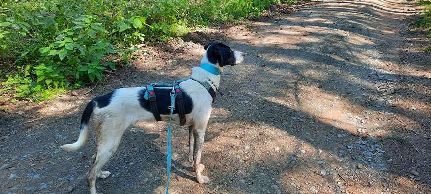 Windhunde - Treffen der besonderen Schönheiten
HERZLICH WILLKOMMEN-Beitrag-Bild