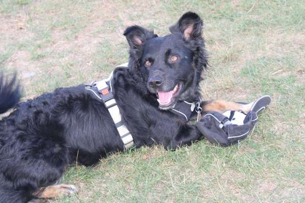 Dogorama Photo Challenge - Portrait-Beitrag-Bild