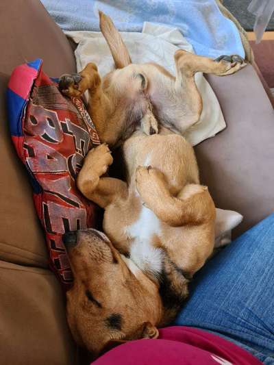 Die Dogorama Wochen Challenge-Beitrag-Bild