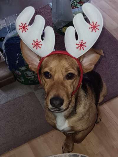 It's beginning to look a lot like.....-Beitrag-Bild