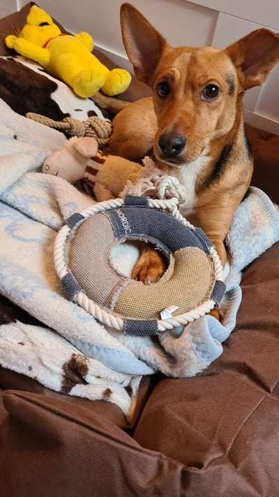 Mischlingshunde Foto Aufruf-Beitrag-Bild