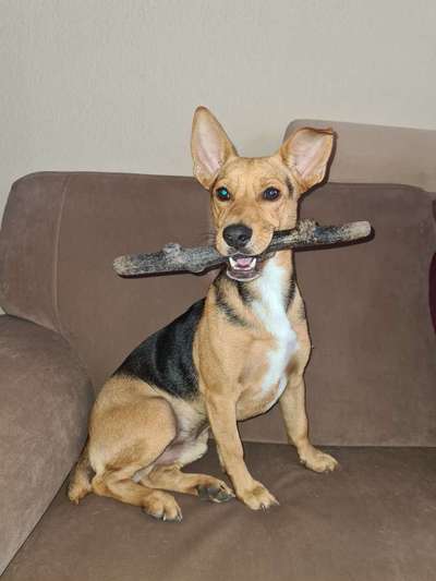 Podenco-Mix in NRW-Beitrag-Bild