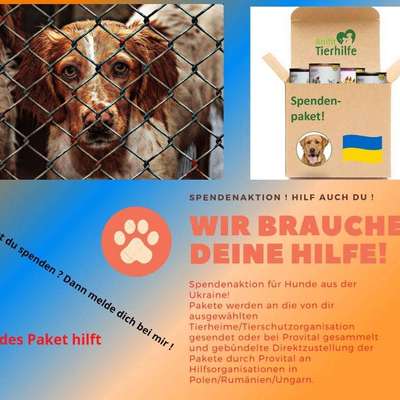 Hilfe für Hunde in der Ukraine-Beitrag-Bild