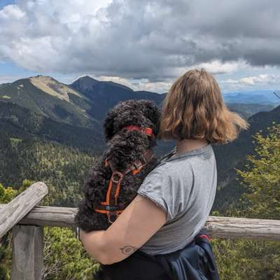 Hundetreffen-Freunde gesucht für Hund und Mensch-Bild