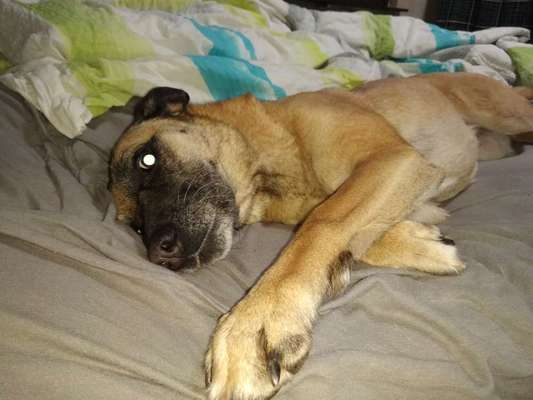 Darf der Hund bei Euch im Bett schlafen?-Beitrag-Bild