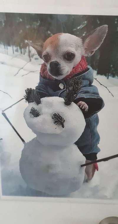 Die Dogorama Kalender Challenge Titelbild-Beitrag-Bild