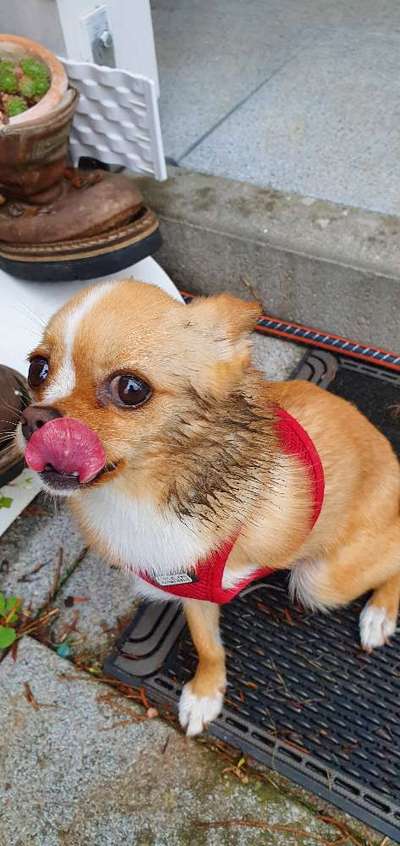 Die Dogorama Kalender Challenge Titelbild-Beitrag-Bild