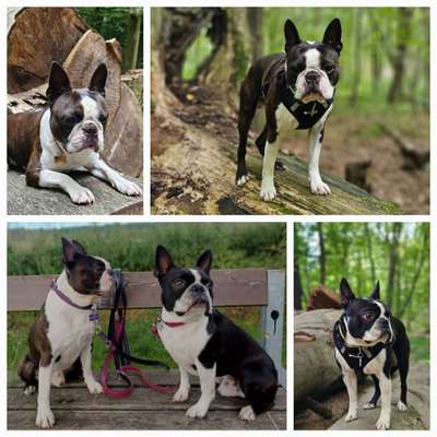 Boston Terrier Liebhaber❤️-Beitrag-Bild